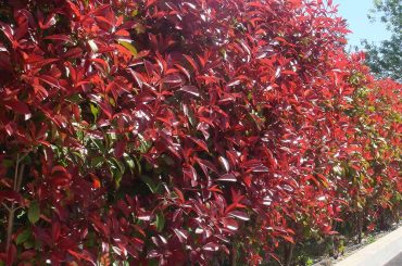 How to Distance Plantation Photinia Red Robin