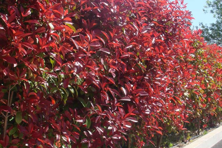How to Distance Plantation Photinia Red Robin