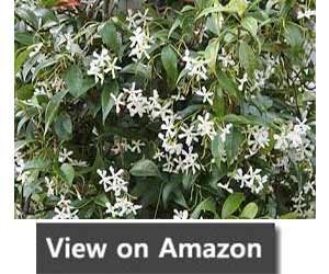Fast Growing Climber - Trachelospermum Jasminoides (Star Jasmine)