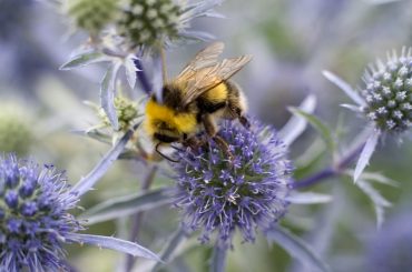 12 Of the Best Plants for Bees In UK