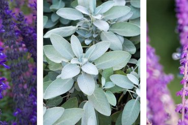 Do Salvias Need Cutting Back?
