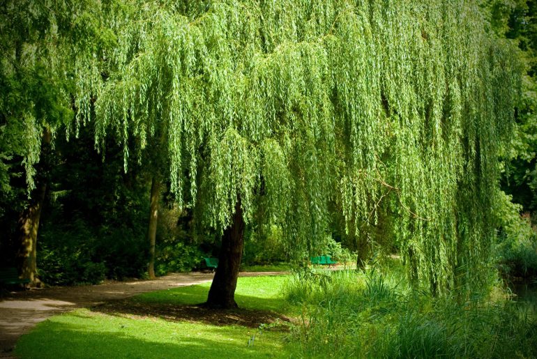 Do Willow Trees Like Sun or Shade?