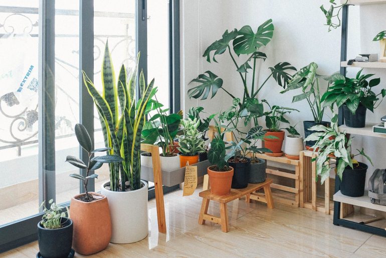 The Leafy Haven: Harnessing the Power of Indoor Plants for a Natural Home