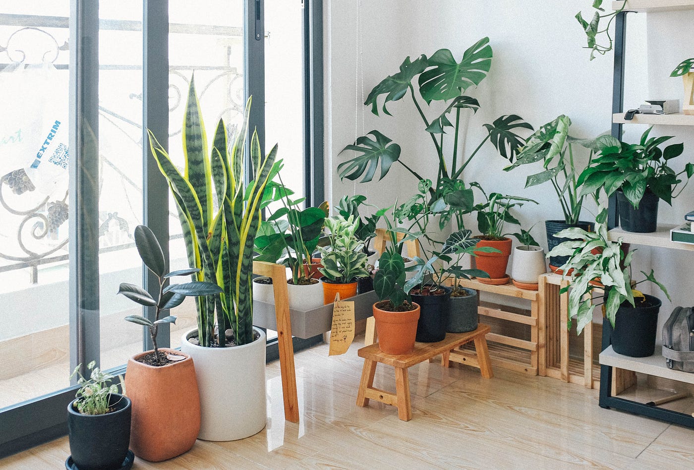 The Leafy Haven: Harnessing the Power of Indoor Plants for a Natural Home