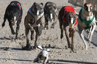A Close Look at the Greyhound Derby