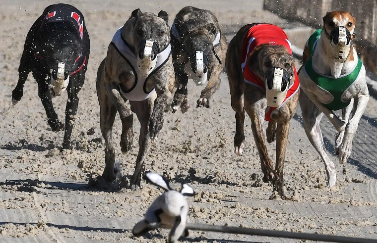 A Close Look at the Greyhound Derby