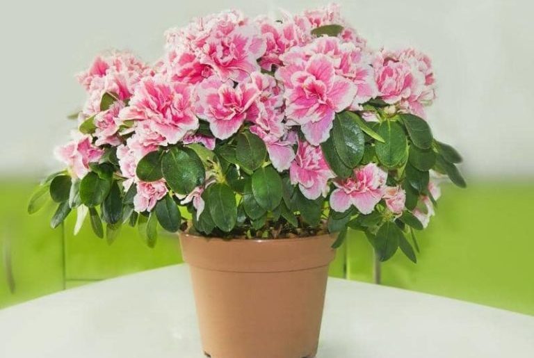 Best Pots for Azaleas