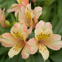 Will Alstroemeria Grow from Cuttings?