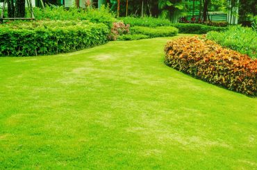 How to Create and Sustain a Beautiful Lawn in Louisiana's Humid Climate