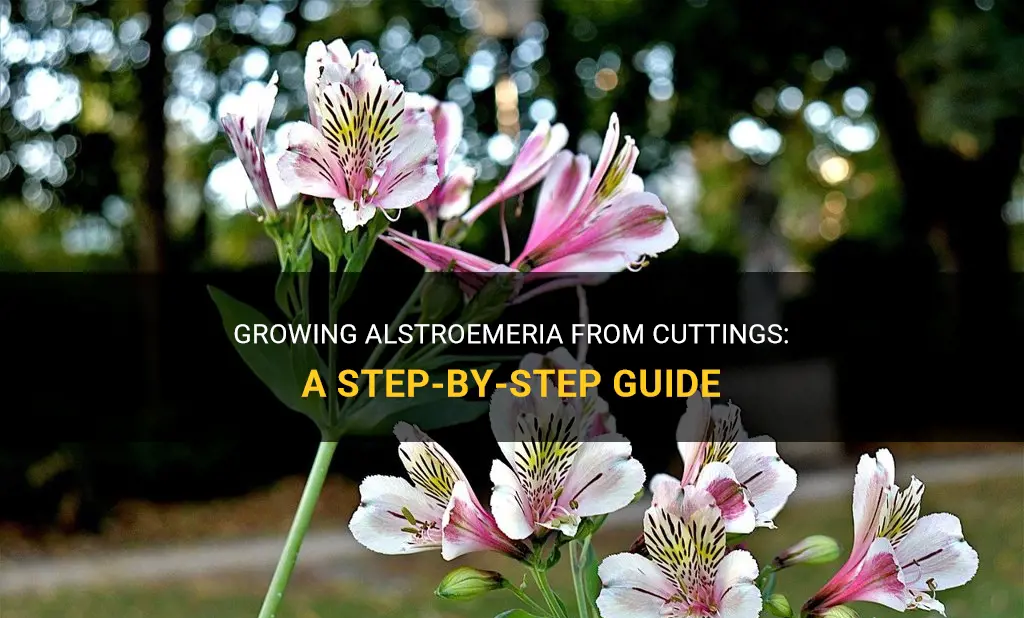 7-Step Guide for Growing Alstroemeria from Cuttings