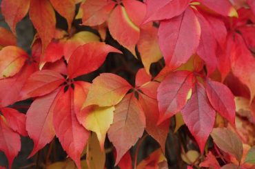 What Shrub Has Red Leaves?