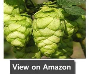 Fast Growing Climber - Humulus Lupulus