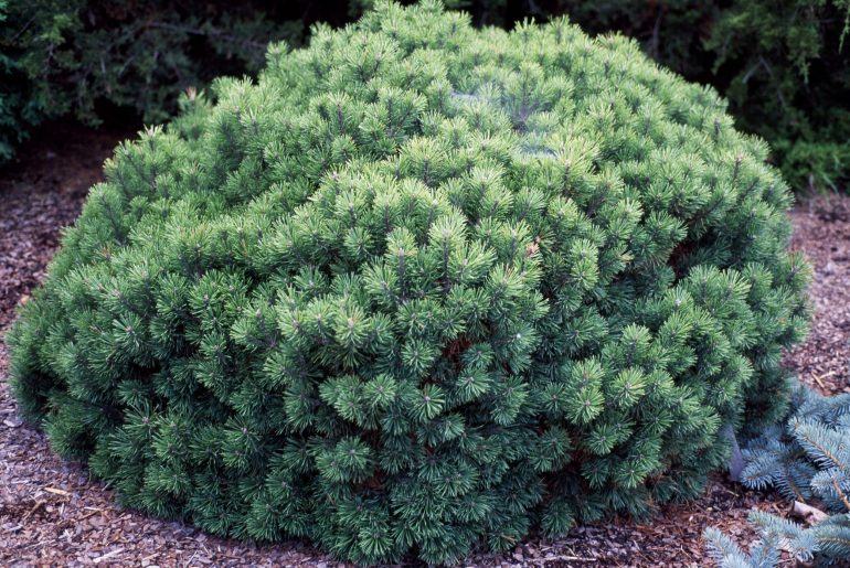 8 Best Dwarf Evergreen Trees for Your Garden 