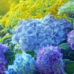8 Flowering Shrubs