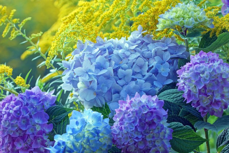 8 Flowering Shrubs