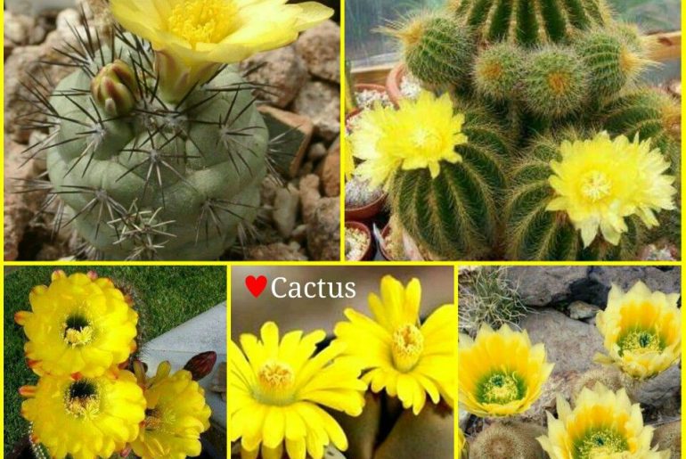 Spiky Cactus Plants that Blooms Yellow Flowers