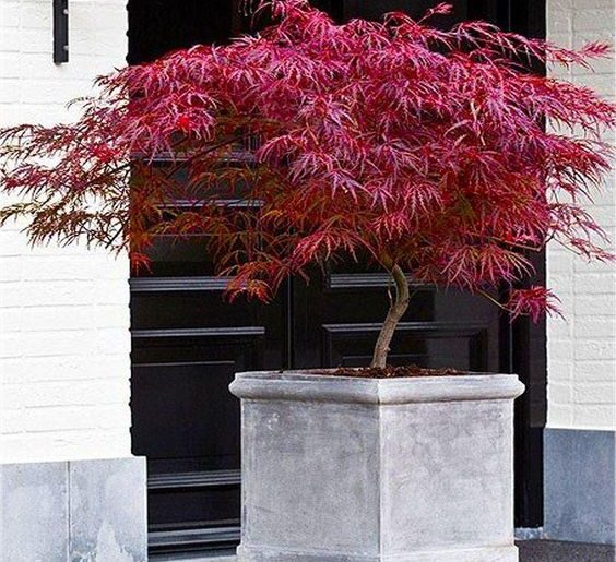 Can You Use Multi Purpose Compost for Acers?