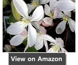 Fast Growing Climber - Clematis Armandii