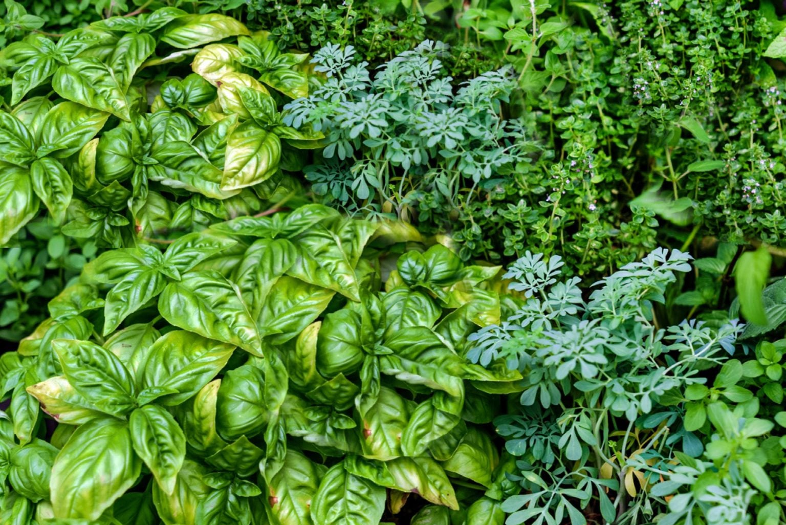 The Ultimate List of Herb Varieties from A-Z - The Arches