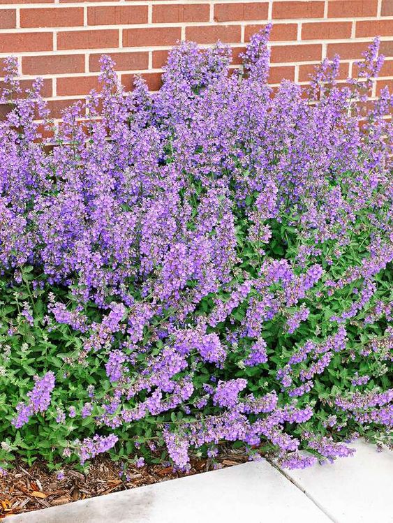 A Complete Guide On Growing Catmint