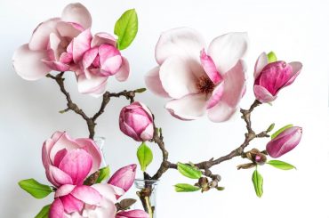 A Quick Guide On Growing Magnificent Magnolias Trees