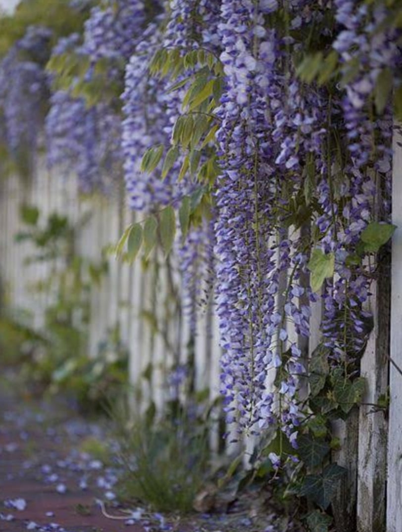 A Step-By-Step Guide to Pruning Wisteria