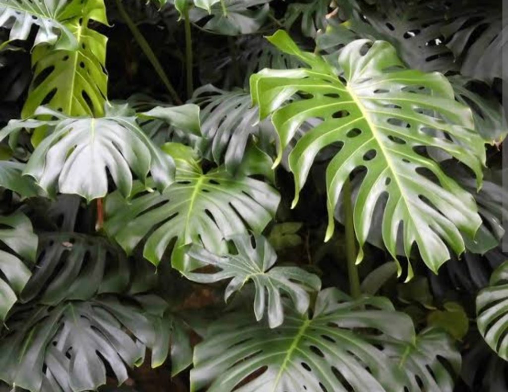 About Monstera Plants and The Need for Re-Potting