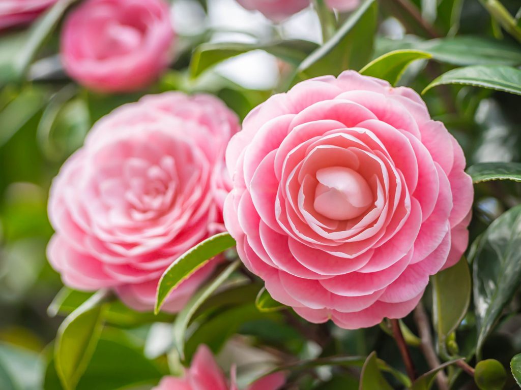 About The Camellia Flower