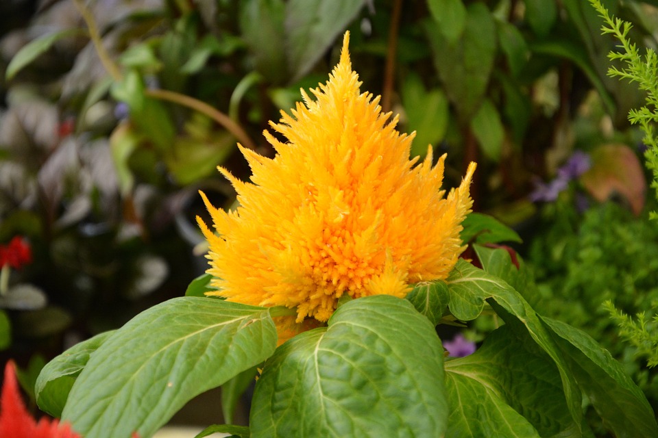 About The Celosia Plant