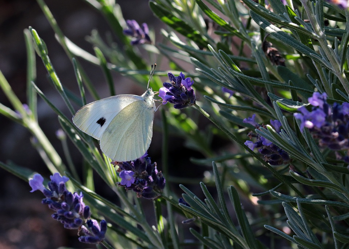 About The Lavender Plant