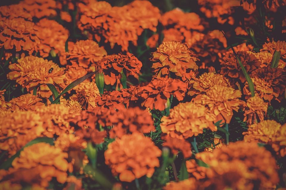 About The Marigold Flower