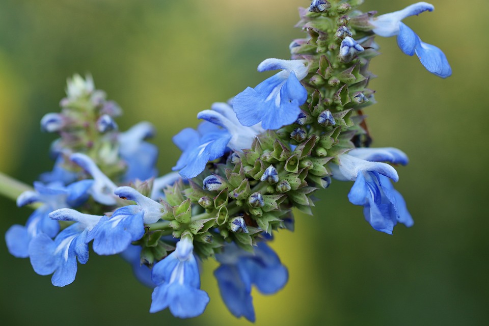About the Salvia Plant