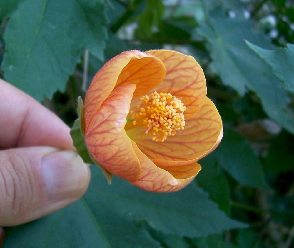 Abutilon