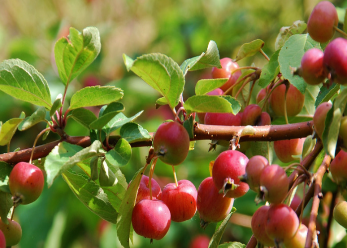 Adam's Crabapple