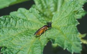 Adult Common Gooseberry Sawflies