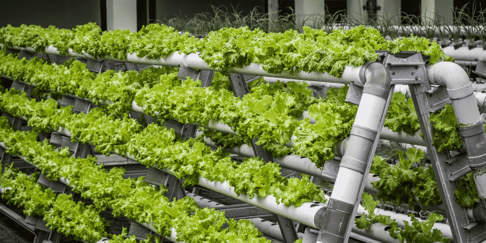 Aeroponics System