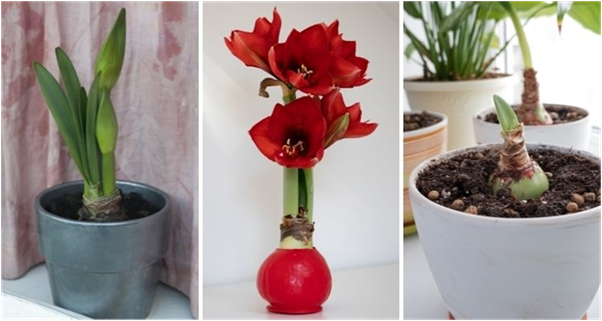 After-Flowering Care of Amaryllis Plant