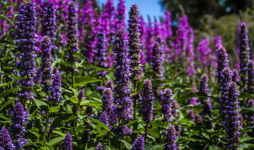 Agastache