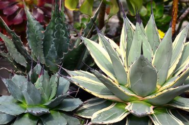 Agave Succulent Care & Growing Tips