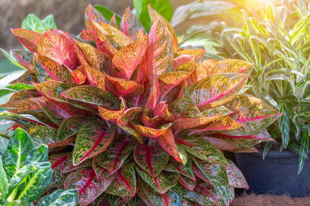 Aglaonema