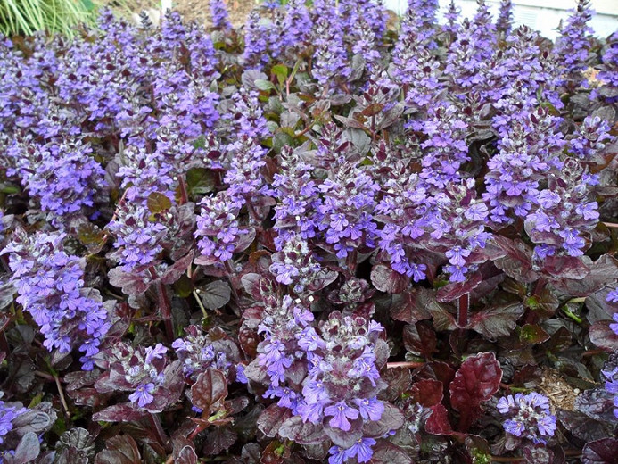 Ajuga Black Scallop