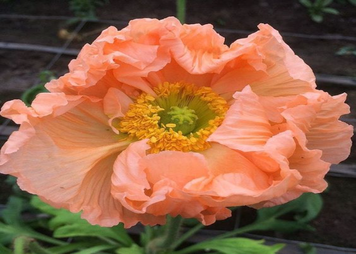 Alaska Apricot Nasturtiums