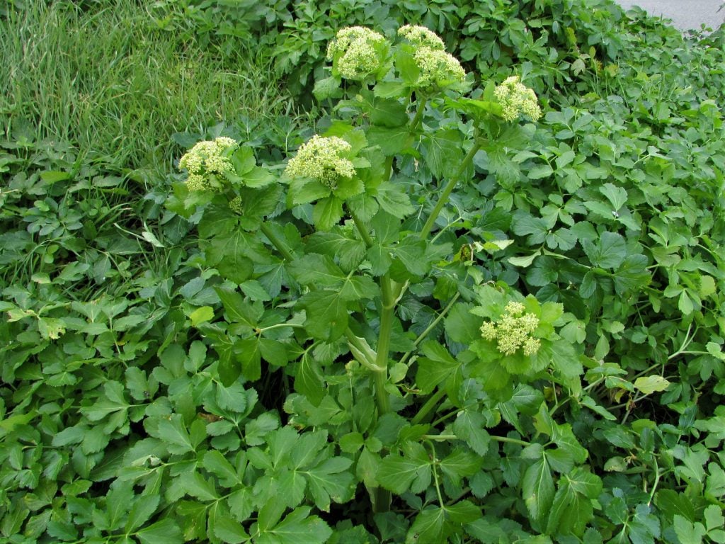 Alexanders