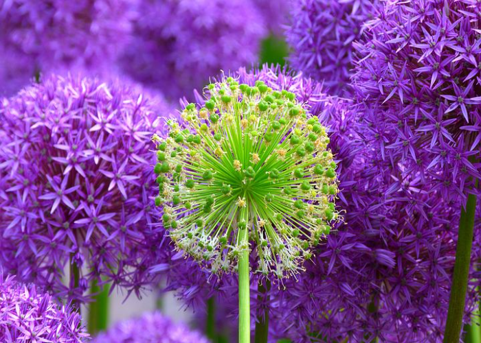 Allium