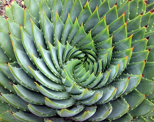 Aloe Polyphylla