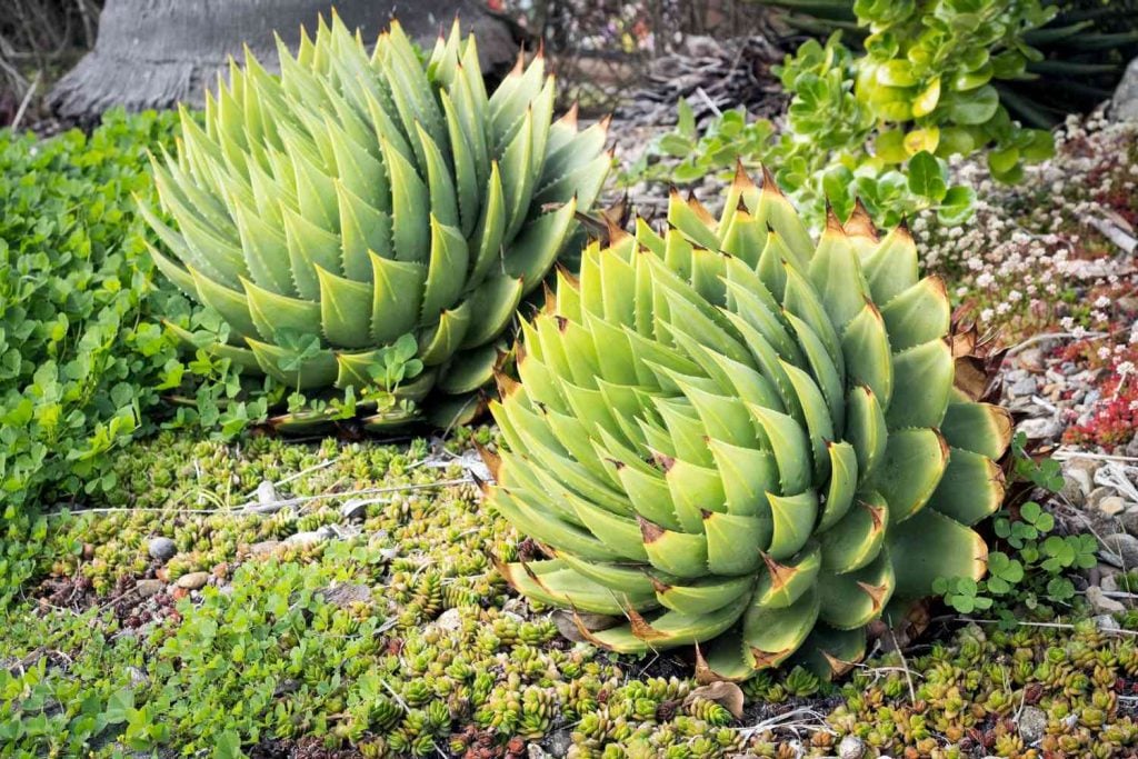 Aloe Polyphylla