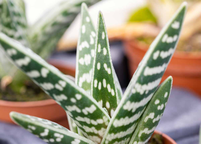 Aloe Variegata