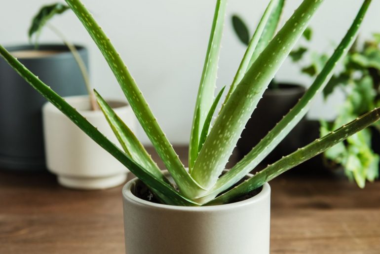 Aloe Vera Houseplant Care & Growing Tips