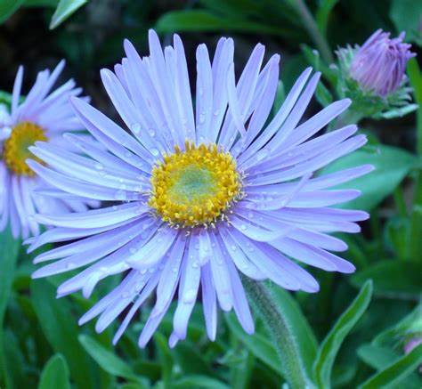 Alpine Aster