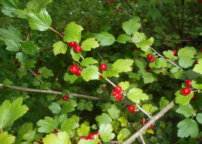 The Best 24 Plants Suited To Growing Under Trees - TheArches